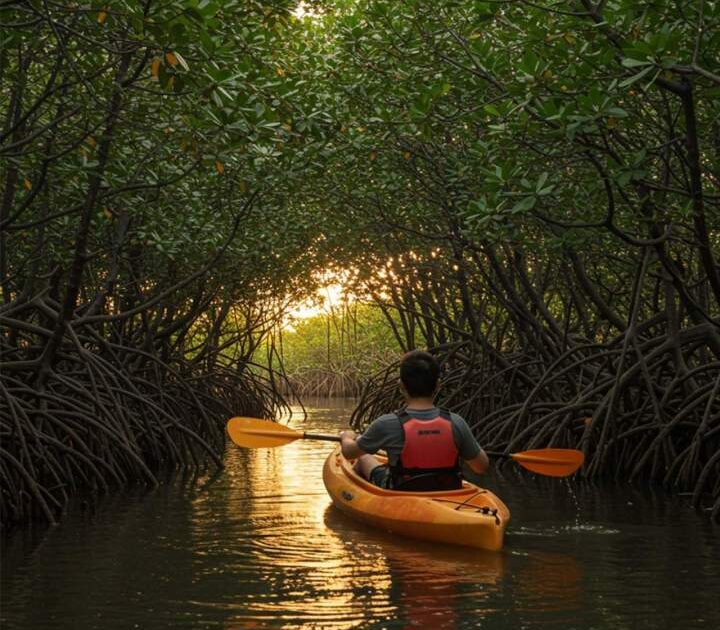 Kayak Mangrove