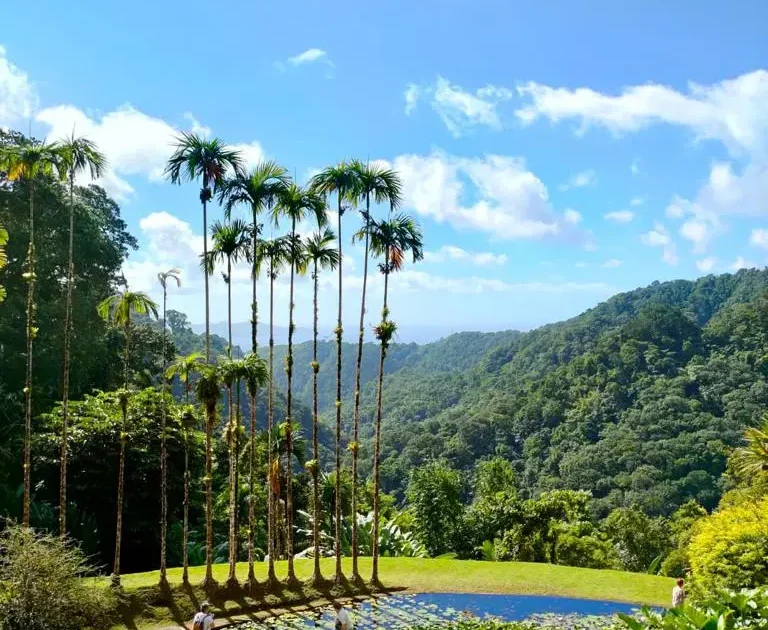 Jardin de balata