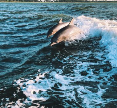 Bateau dauphin