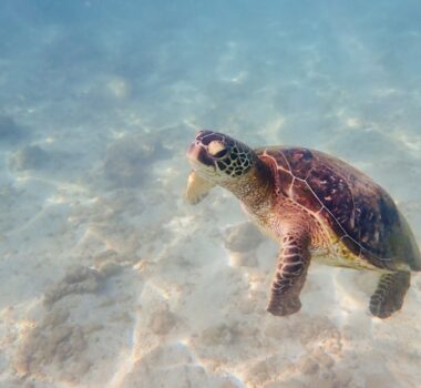tortue marine
