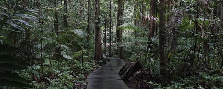 fôret tropicale