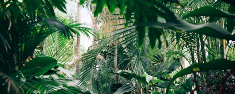 forêt tropicale