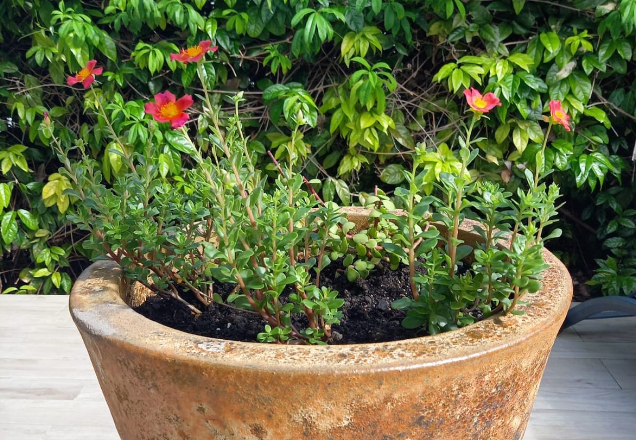 Villa in Saint-François - Villa à Saint François G051 - 3 chambres piscine
