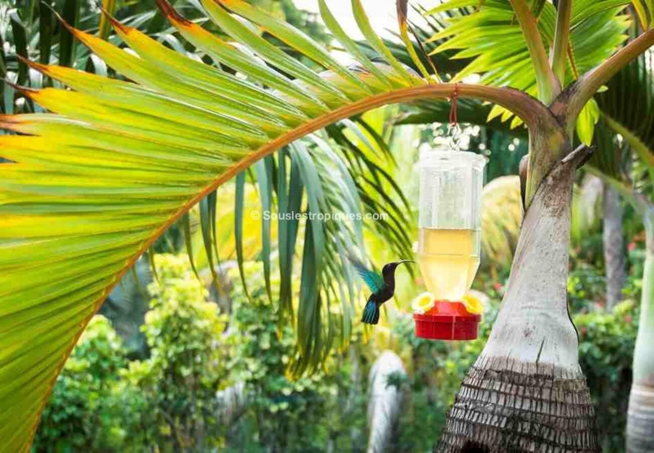 Villa in Bouillante - Villa à Bouillante en Guadeloupe - Ref : G109A